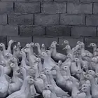 بط بكيني
