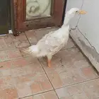 بط بكيني للبيع