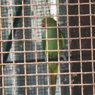 دره هنديه انثى العمر سته سنه وسته اشهر