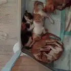 قطط بعمر الشهرين للتبني بسبب عدم القدرة على علاجهم .