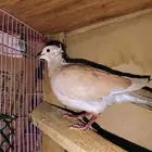 للبيع جوز جميري مع فروخ