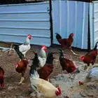 ديكه فرنسي