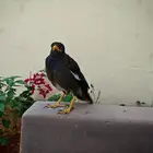 للبيع جوز مينه أليف لتواصل