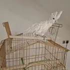 ببغاء كوكاتو