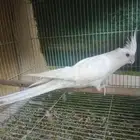 بغبغاء كروان