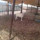 رخال حري طيبه