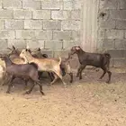 تيوس وعنقان دهم مقفله شحم