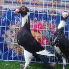 ذكر بغدادي بأنتاجه فرده واحده باقي 4 ريش مابانت معي