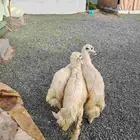 خرفان صفر ثلاجة - خروف