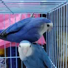 جوز روز فايلوت ويت فيس سبت بال فلو (أولاد وأالجوز المعروض)