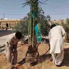 نخل للبيع مثمر خلاص سكري صقعي مجدول صفري خشرم منيفي شيشي سلج