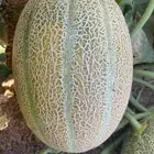 باكت شمام اصيل 1000حبه بي 150ريال