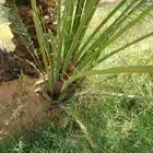 نخل اللقصيم للبيع