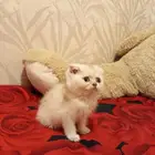 كيتن سكوتش فولد