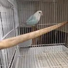 ذكر روز محلل DNA