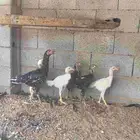 دجاجه سنديه معها خمسه فروخ