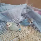 فروخ روز غر أليف