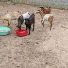 تيوس جذعان سليمة من الامراض