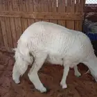 طلي نجدي طيب حد الغلاق ورخل حريه طيبه حد الغلاق