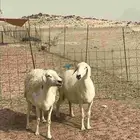 غنم حريات جنب دفيع شرط