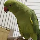 ببغاء ذرة هنديه