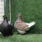 فرش موندين