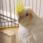 كروان فرخ الموقع الخرج