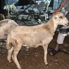 فران للبيع