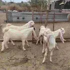 تيوس هولندي جذعان