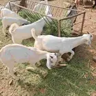 تيوس وجفار