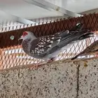 حمام ابو جفن افريقي