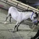 خيل للبيع