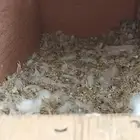 زوج روز للبيع.