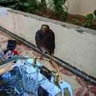 للبيع جور مينه أليف