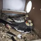 زوج كروان مع فروخه