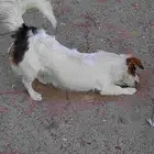 كلب جاك راسل