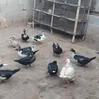 بط بح وبكيني وشرشيري