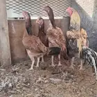 ثلاثه دجاجات وديك