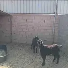 تيس وجفرا