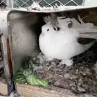 حمام رقاص هندي