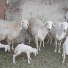 ضان حريات متابيع