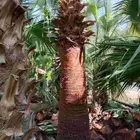 نخيل واشنطن زينه توريد وزراعه جميع المقاسات