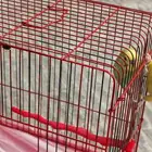 طير حب بادجي