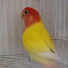 جوز روز مع فروخه