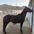 حصان شيخ للبيع