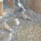 حمام ياكريم