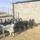 معزا عوارض مضاريع ودفيع