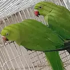 للبيع حبتين دره