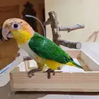 ببغاء كايك المهرج وايت بيلي