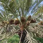مزرعة للبيع المليليح بالمليليح